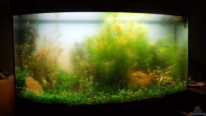 Aquarium Hauptansicht von J. Vision 180 Becken Aquarium Hauptansicht von J. Vision 180 Becken