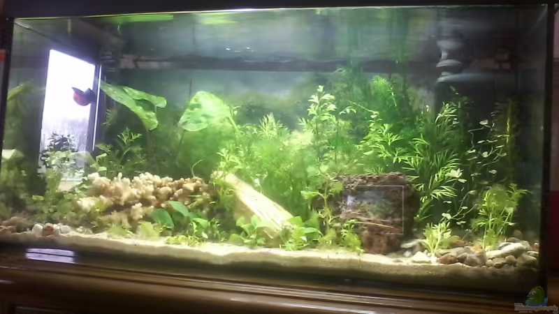 Aquarium Hauptansicht von Jannik sein Becken Aquarium Hauptansicht von Jannik sein Becken