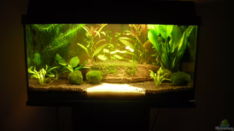 Aquarium Hauptansicht von Jessies Garnelentank Aquarium Hauptansicht von Jessies Garnelentank