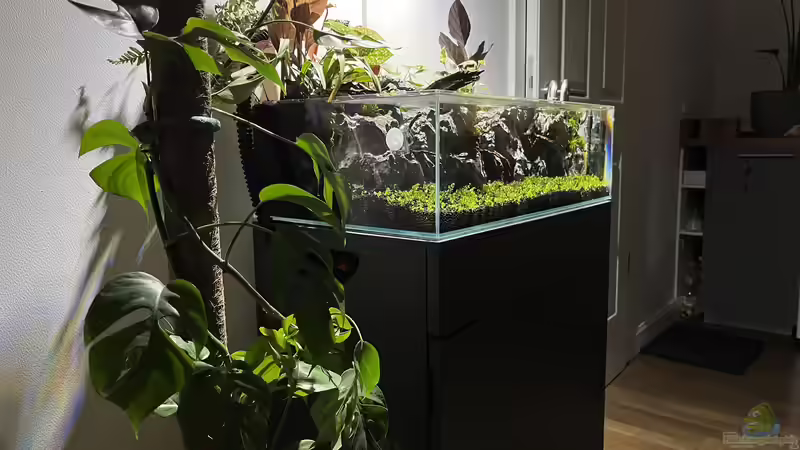 Aquarium Hauptansicht von Jungle Ufer Aquarium Hauptansicht von Jungle Ufer