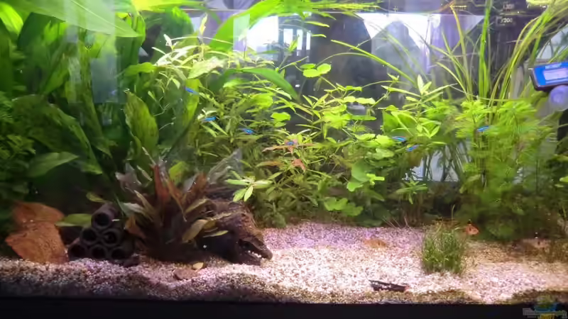 Aquarium Hauptansicht von Juwel 180 Panoramabecken Aquarium Hauptansicht von Juwel 180 Panoramabecken