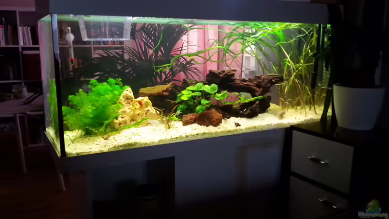 Aquarium Hauptansicht von juwel 240l Aquarium Hauptansicht von juwel 240l