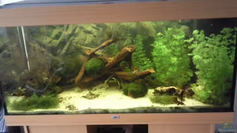 Aquarium Hauptansicht von Juwel 300 Aquarium Hauptansicht von Juwel 300