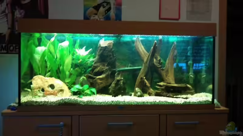 Aquarium Hauptansicht von Juwel 300L Aquarium Hauptansicht von Juwel 300L