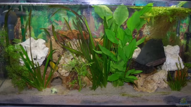 Aquarium Hauptansicht von Juwel mit schwarzem Unterschrank Aquarium Hauptansicht von Juwel mit schwarzem Unterschrank