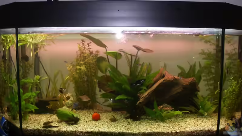 Aquarium Hauptansicht von Juwel Panorama 100 Aquarium Hauptansicht von Juwel Panorama 100