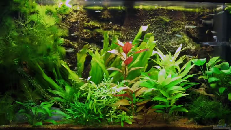 Aquarium Hauptansicht von Juwel RIO 125 Aquarium Hauptansicht von Juwel RIO 125