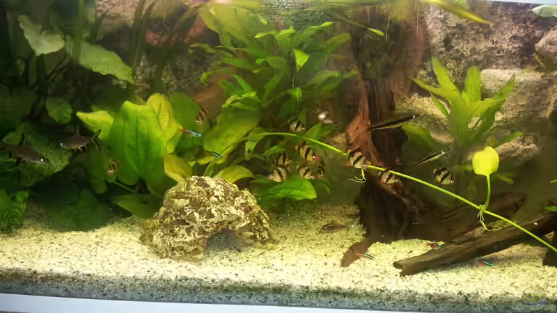 Aquarium Hauptansicht von Juwel Rio 180 Aquarium Hauptansicht von Juwel Rio 180