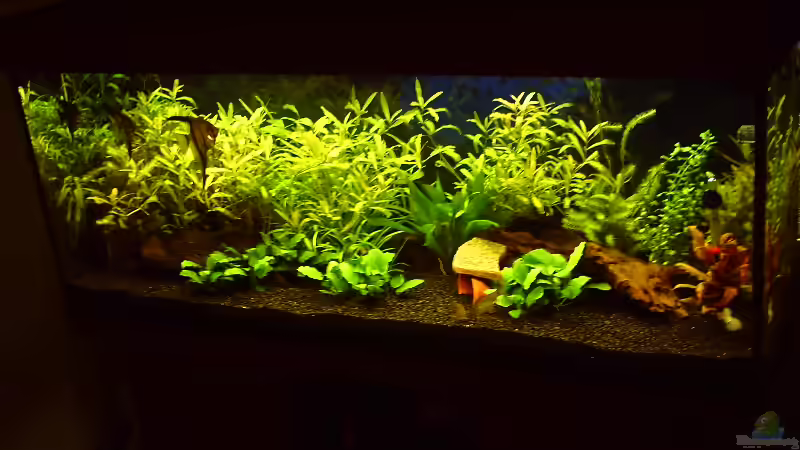 Aquarium Hauptansicht von Juwel Rio 240 Aquarium Hauptansicht von Juwel Rio 240