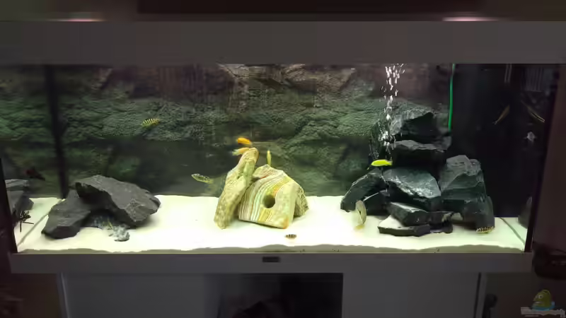 Aquarium Hauptansicht von Juwel Rio 240 Aquarium Hauptansicht von Juwel Rio 240