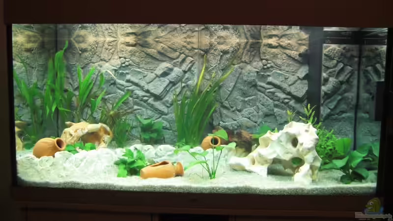 Aquarium Hauptansicht von Juwel Rio 300 Aquarium Hauptansicht von Juwel Rio 300