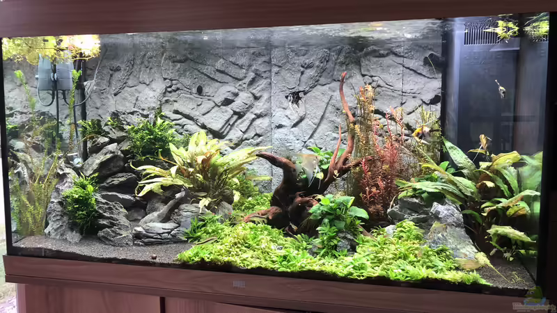 Aquarium Hauptansicht von Juwel Rio 350 LED Schritt für Schritt von Achim Aquarium Hauptansicht von Juwel Rio 350 LED Schritt für Schritt von Achim