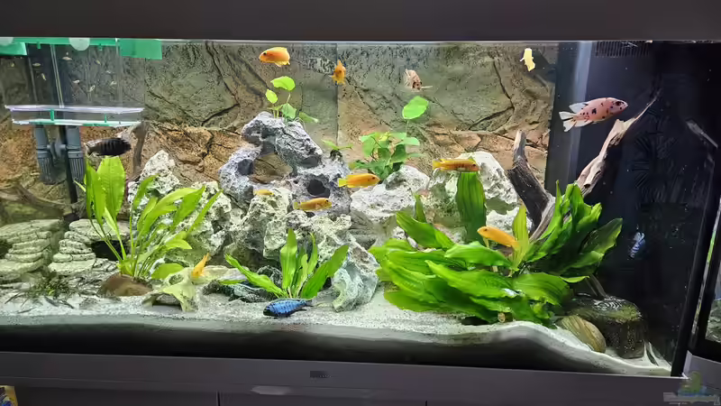 Aquarium Hauptansicht von Juwel Rio 350 Aquarium Hauptansicht von Juwel Rio 350