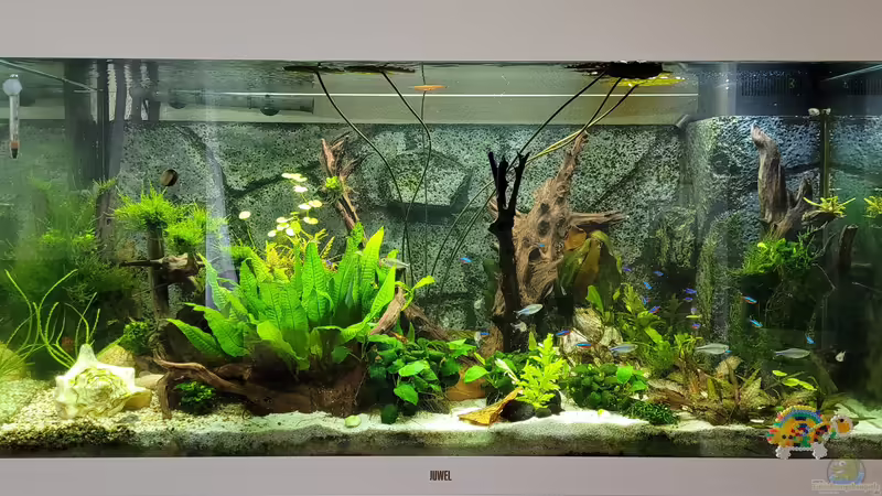 Aquarium Hauptansicht von Juwel RIO 350 Aquarium Hauptansicht von Juwel RIO 350