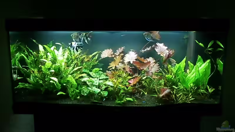 Aquarium Hauptansicht von Juwel Rio 400 Aquarium Hauptansicht von Juwel Rio 400