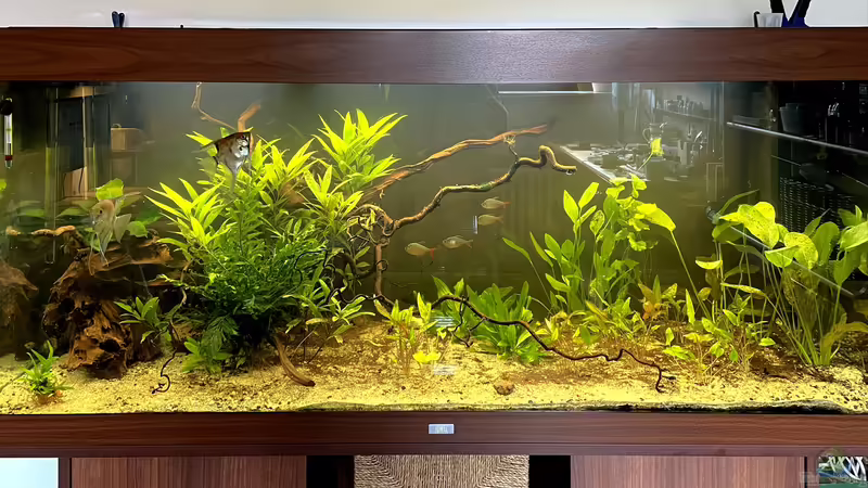 Aquarium Hauptansicht von JUWEL RIO 450 Aquarium Hauptansicht von JUWEL RIO 450