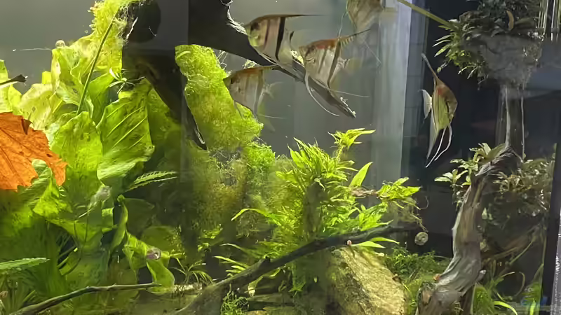 Aquarium Hauptansicht von Juwel Rio 450 Aquarium Hauptansicht von Juwel Rio 450