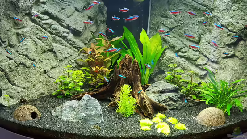 Aquarium Hauptansicht von Juwel Trigon 190 Aquarium Hauptansicht von Juwel Trigon 190