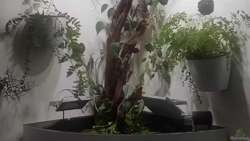 Aquarium Hauptansicht von Juwel Trigon 190 Aquarium Hauptansicht von Juwel Trigon 190