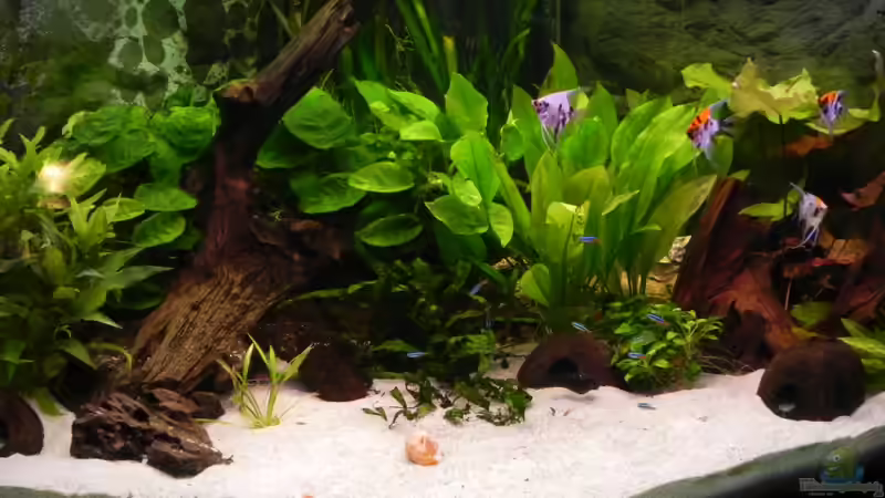 Aquarium Hauptansicht von Juwel Trigon 350 Aquarium Hauptansicht von Juwel Trigon 350