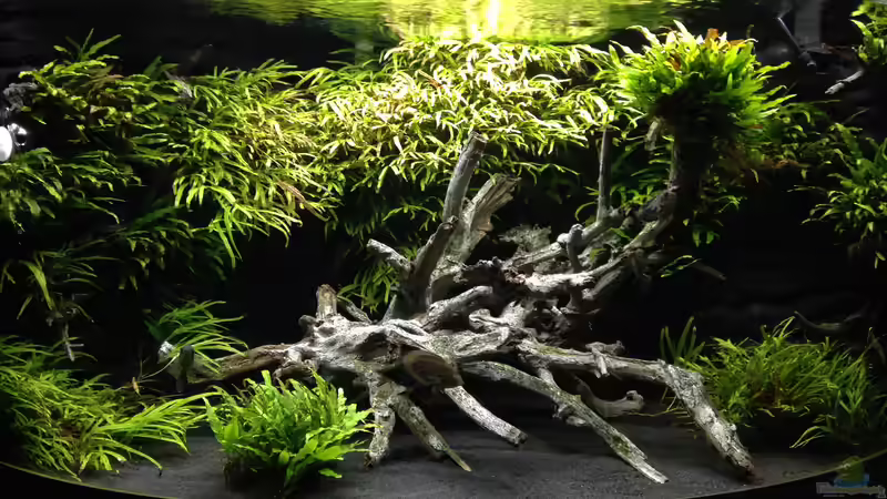 Aquarium Hauptansicht von Juwel Trigon 350 Aquarium Hauptansicht von Juwel Trigon 350