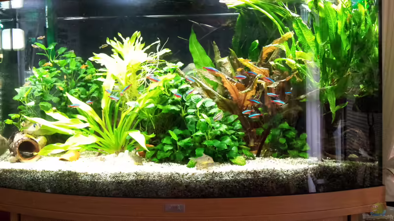 Aquarium Hauptansicht von JUWEL VISION 180 Aquarium Hauptansicht von JUWEL VISION 180