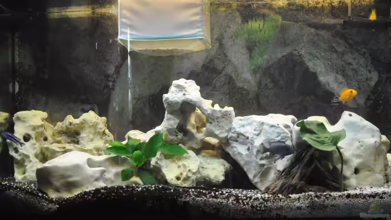 Aquarium Hauptansicht von Juwel Vision 180 Aquarium Hauptansicht von Juwel Vision 180