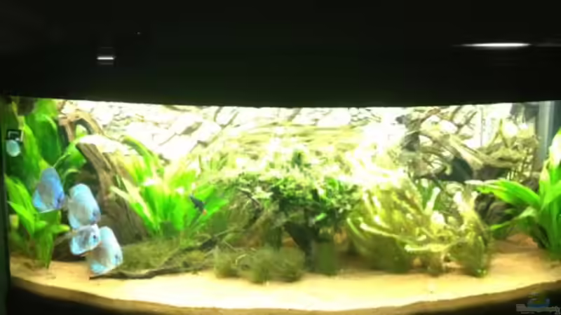 Aquarium Hauptansicht von Juwel Vision Aquarium Hauptansicht von Juwel Vision