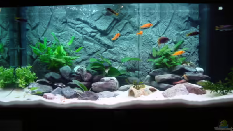 Aquarium Hauptansicht von Juwell Rio 180 Aquarium Hauptansicht von Juwell Rio 180