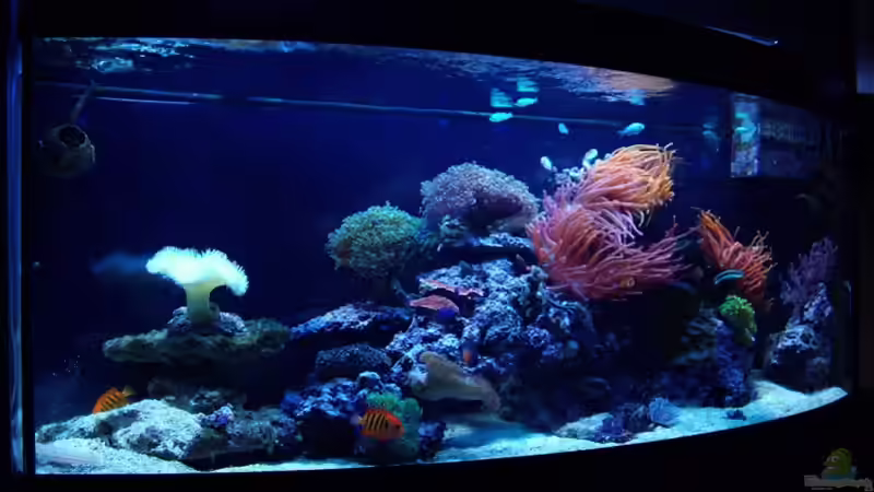 Aquarium Hauptansicht von JuwelVision ! AUFGELÖST ! Aquarium Hauptansicht von JuwelVision ! AUFGELÖST !