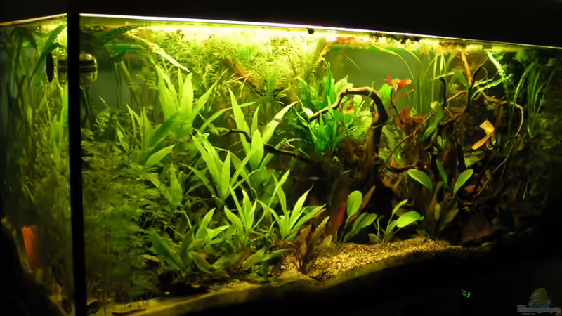 Aquarium Hauptansicht von "Kakadus Zuhause" Aquarium Hauptansicht von "Kakadus Zuhause"