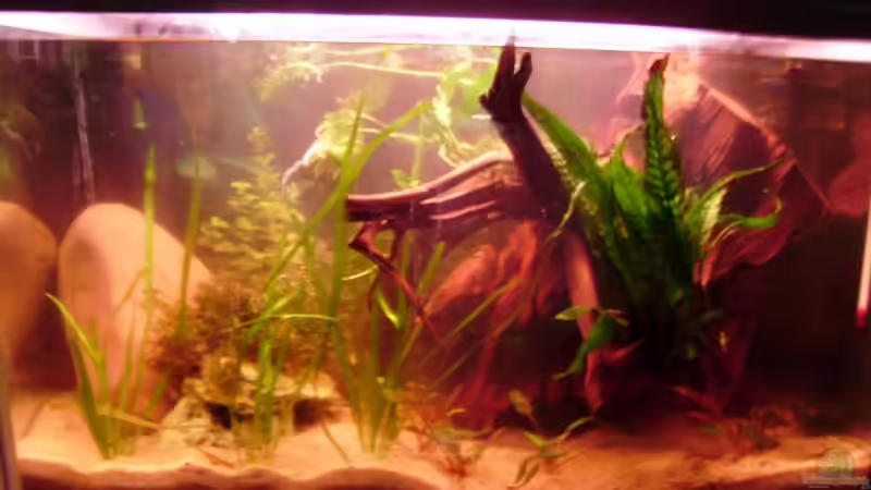 Aquarium Hauptansicht von Kakaduzwergbuntbarsch/ Artenbecken Aquarium Hauptansicht von Kakaduzwergbuntbarsch/ Artenbecken