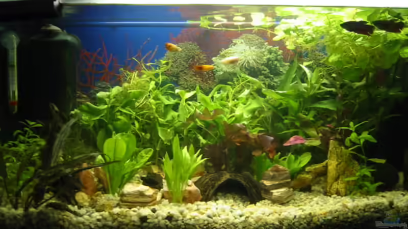 Aquarium Hauptansicht von Kampfis Pension Aquarium Hauptansicht von Kampfis Pension