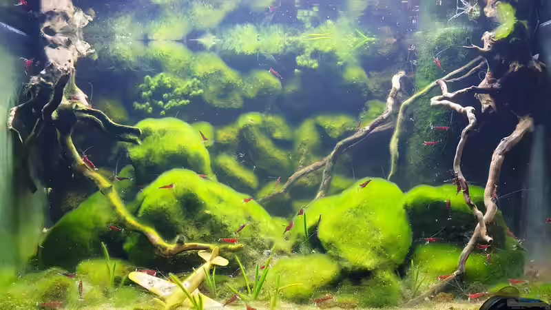 Aquarium Hauptansicht von Kardinalsgarnelen Aquarium Hauptansicht von Kardinalsgarnelen