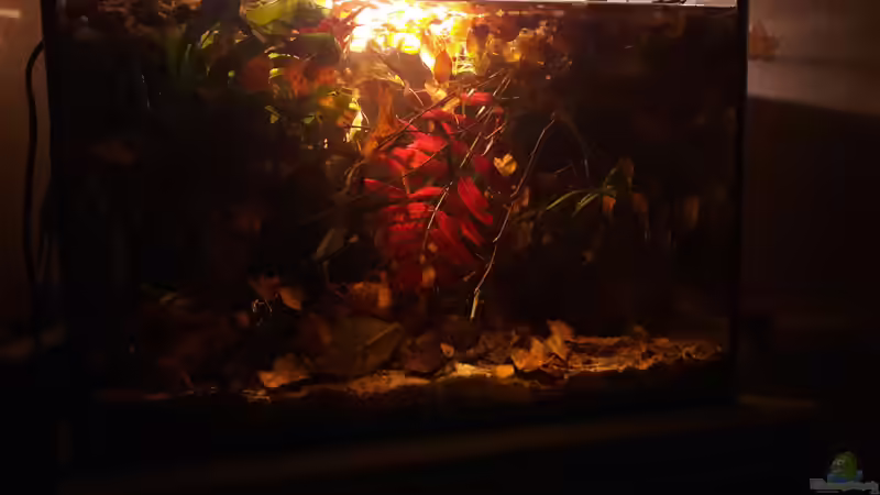 Aquarium Hauptansicht von Kasumi Aquarium Hauptansicht von Kasumi