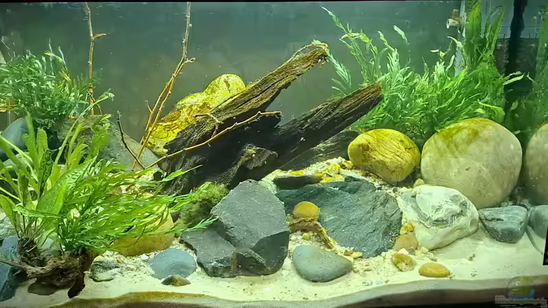 Aquarium Hauptansicht von Kinabalu Hillstream Loaches Aquarium Hauptansicht von Kinabalu Hillstream Loaches