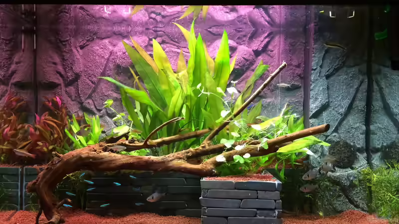 Aquarium Hauptansicht von "Kindheitstraum" Aquarium Hauptansicht von "Kindheitstraum"