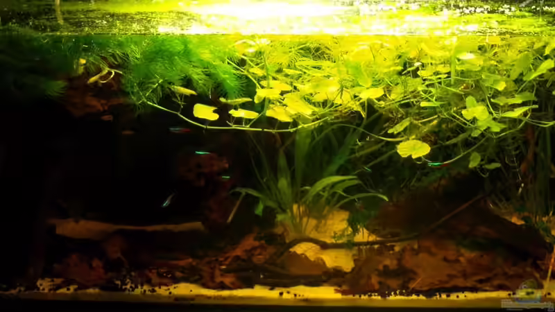 Aquarium Hauptansicht von Klein-Südamerika. Mit Kröten. Aquarium Hauptansicht von Klein-Südamerika. Mit Kröten.