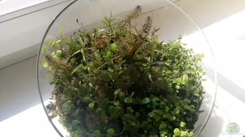 Aquarium Hauptansicht von Kleine Insel Aquarium Hauptansicht von Kleine Insel