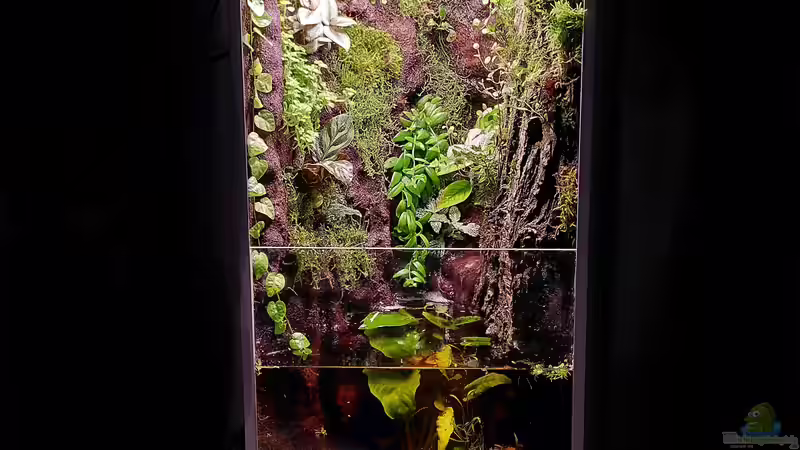 Aquarium Hauptansicht von Kleine Schlucht Aquarium Hauptansicht von Kleine Schlucht