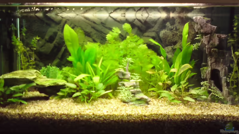 Aquarium Hauptansicht von Kleine Unterwasserwelt Aquarium Hauptansicht von Kleine Unterwasserwelt