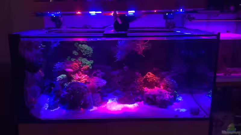 Aquarium Hauptansicht von kleiner Riff-Ausschnitt Aquarium Hauptansicht von kleiner Riff-Ausschnitt