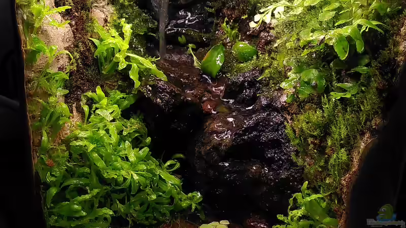 Aquarium Hauptansicht von Kleiner Wasserfall Aquarium Hauptansicht von Kleiner Wasserfall