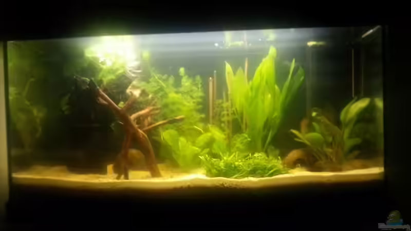 Aquarium Hauptansicht von Kleines Amazonasbecken Aquarium Hauptansicht von Kleines Amazonasbecken