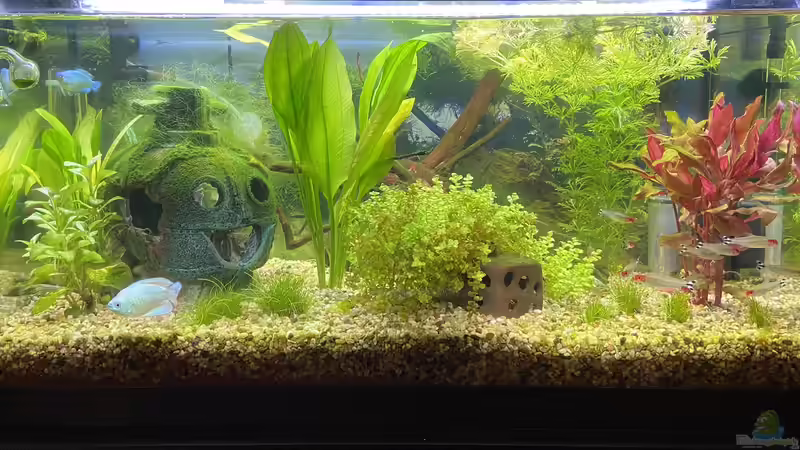 Aquarium Hauptansicht von Kleines Flurbecken Aquarium Hauptansicht von Kleines Flurbecken