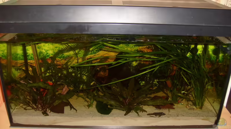 Aquarium Hauptansicht von kleines Gesellschaftsbecken Aquarium Hauptansicht von kleines Gesellschaftsbecken