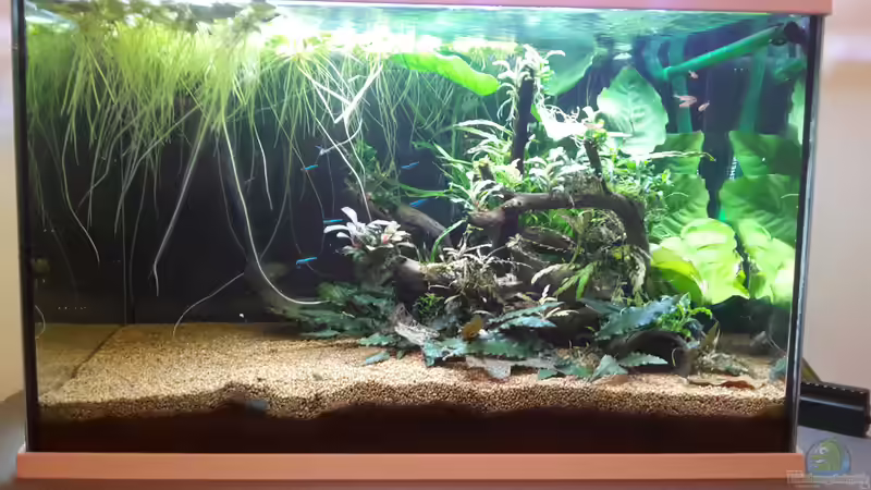 Aquarium Hauptansicht von Kleines Gesellschaftsbecken Aquarium Hauptansicht von Kleines Gesellschaftsbecken