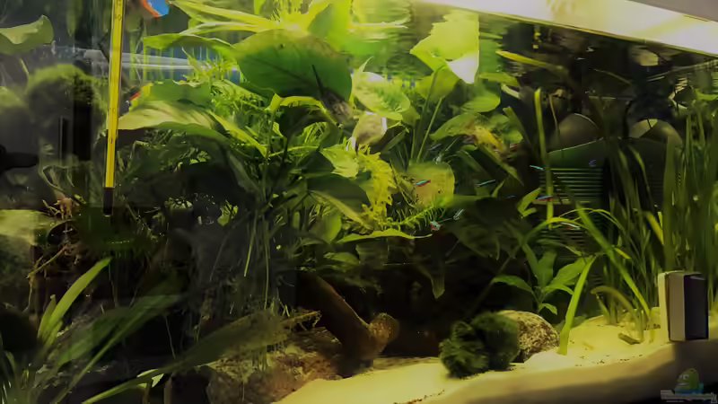 Aquarium Hauptansicht von kleines grün (Becken wird aufgelöst) Aquarium Hauptansicht von kleines grün (Becken wird aufgelöst)