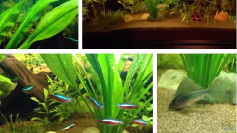 Aquarium Hauptansicht von Kleines Stück Südamerika Aquarium Hauptansicht von Kleines Stück Südamerika