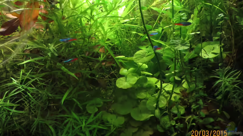 Aquarium Hauptansicht von Kleines Stück Südamerika Aquarium Hauptansicht von Kleines Stück Südamerika